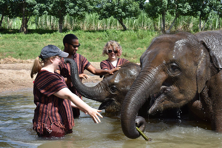 Bathing Elephants in Chiang Mai