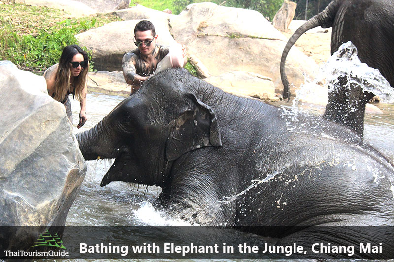 Bathing Elephants at Elephant Jungle Sanctuary Tour