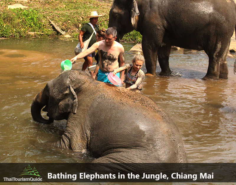 Bathing Elephants at one day tour elephant sanctuary Chiang Mai