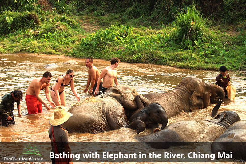 Bathing with Thai elephants in join tour half day elephant Chiang Mai