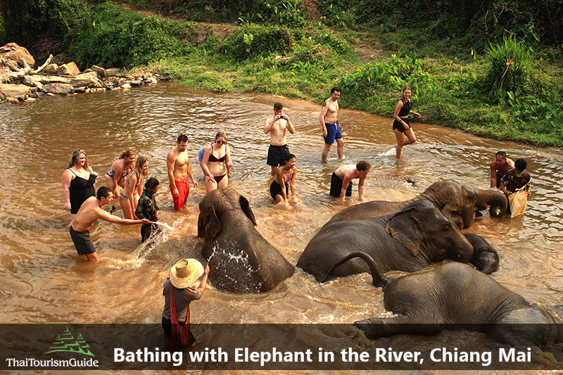 Swimming and Bathing with Elephants at half day elephant Chiang Mai