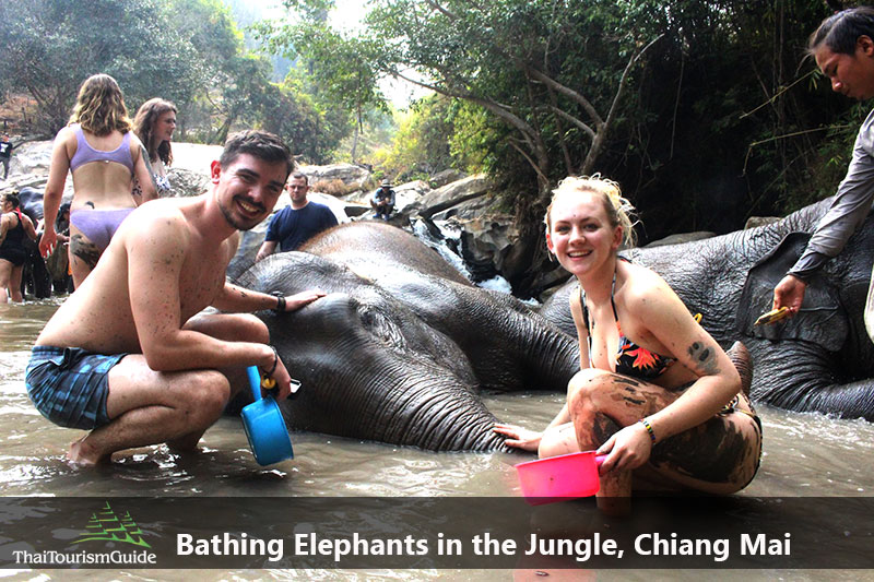Bathing and Playing with Elephants at Elephant Jungle Sanctuary Tour