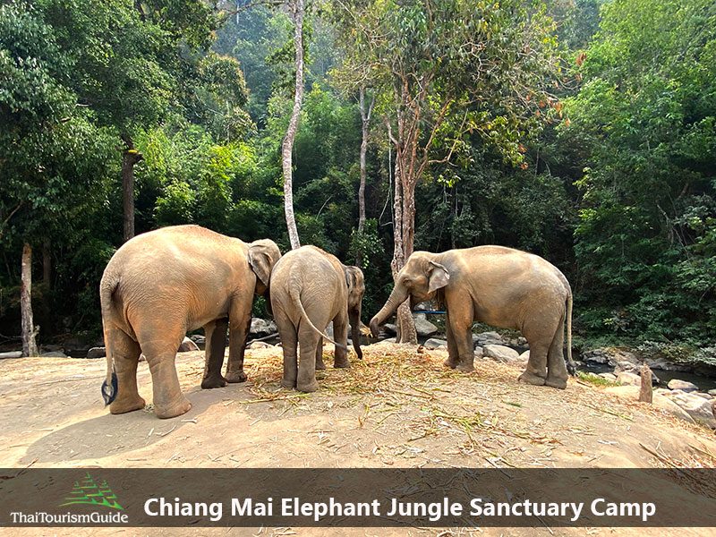 Chiang Mai elephant jungle sanctuary camp Thailand