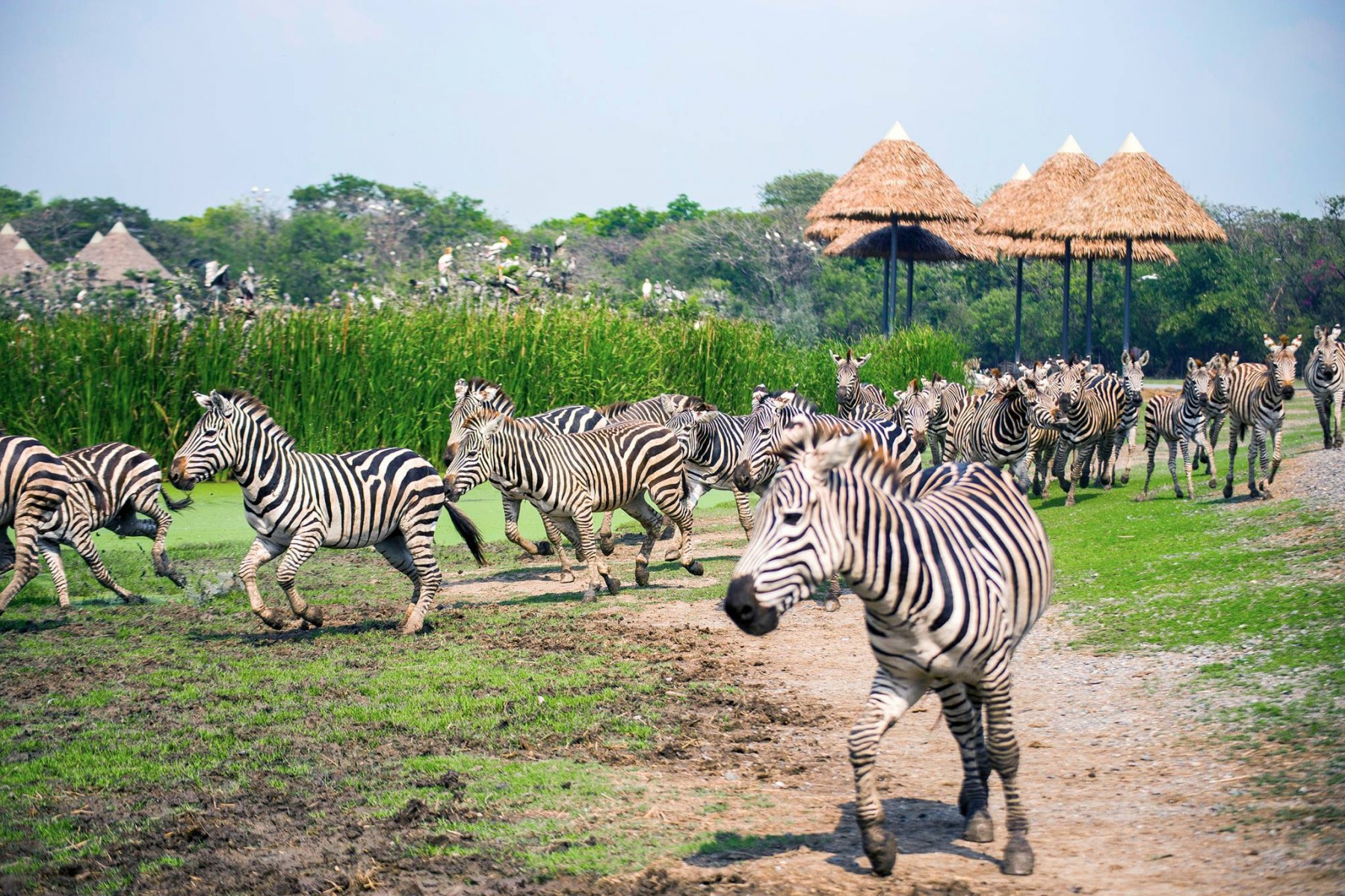 safari world garden