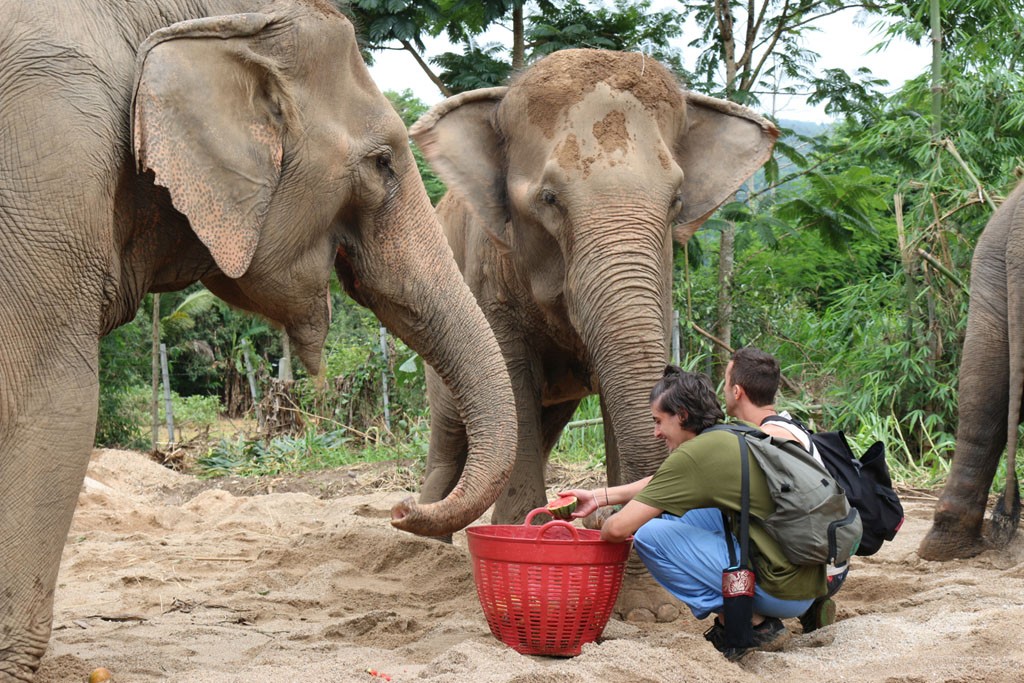 Care for Elephants - Single Day Trip