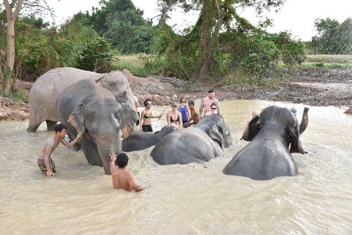 Elephant Jungle Sanctuary Pattaya