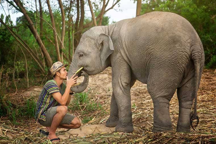 Elephant Jungle Sanctuary Pattaya