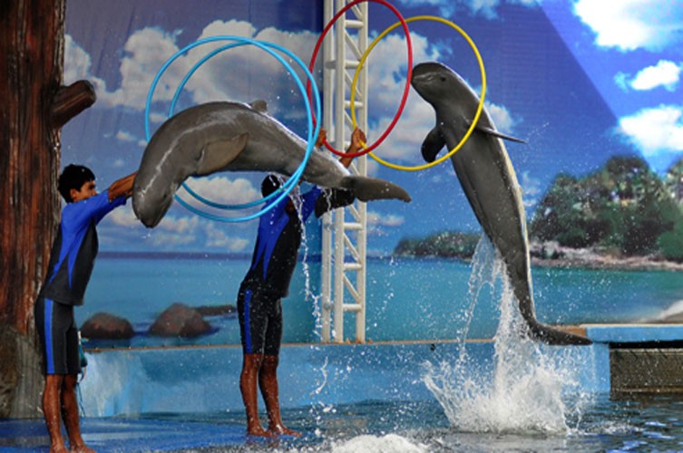 Pattaya Dolphin World