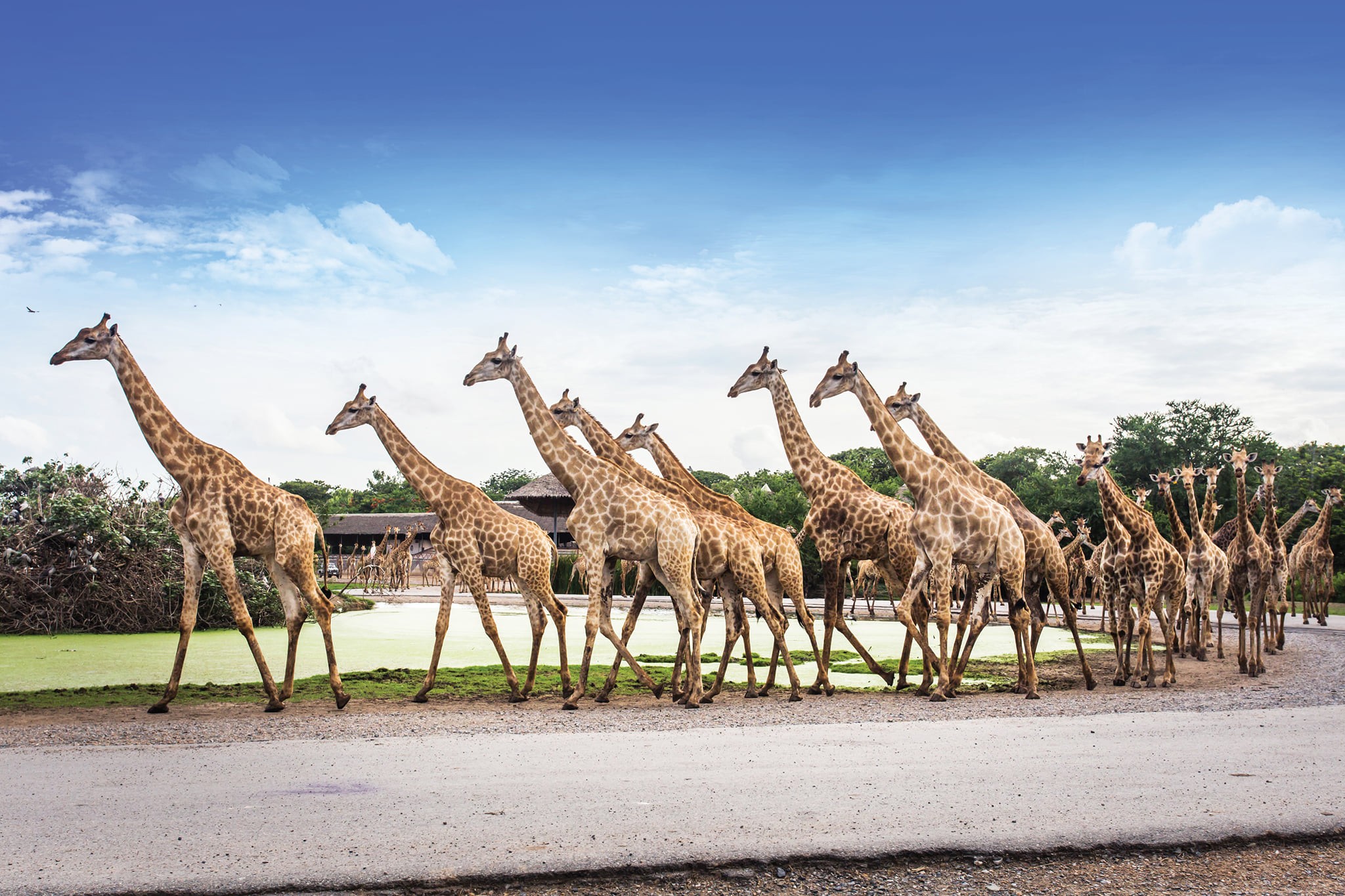 Safari World Zoo and Park