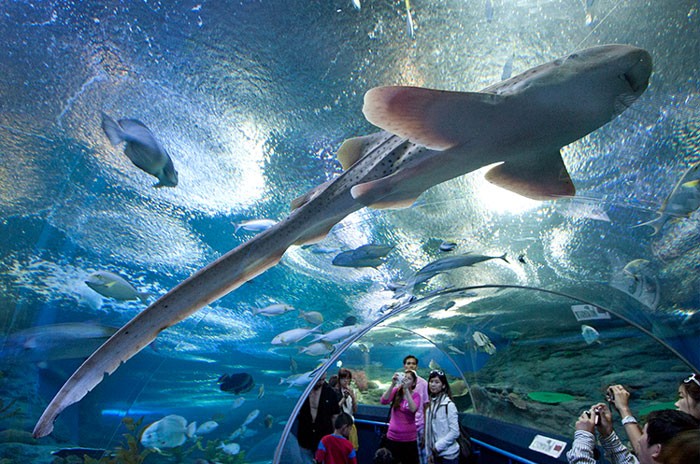 Underwater World in Pattaya