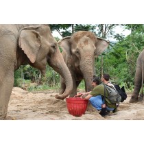 Care for Elephants - Single Day Trip