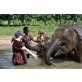 Bathing Elephant in Chiang Mai Tuk Tuk Adventure Mae Wang