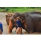 Bathing Elephant in Chiang Mai 1 Day Tuk Tuk Adventure Mae Wang