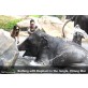 elephant tour in chiang mai Bathing elephant Thailand