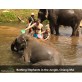 elephant tour in chiang mai Bathing elephant