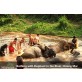 Bathing elephant package tour in Chiang Mai Thailand