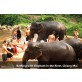 Chiang Mai Bathing elephants