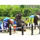 Damnoen Saduak Crocodile Farm and Elephant Show