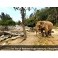 chiang mai elephant sanctuary tour