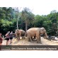 half day elephant sanctuary chiang mai