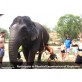 Elephant Health Check in Sanctuary Camp Chiang Mai