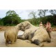 Elephant Jungle Sanctuary Phuket