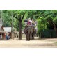 Elephant Ride at Taweechai Elephant Camp