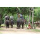 Elephant Ride at Taweechai Elephant Camp