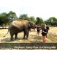 half day elephant chiang mai