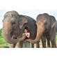 Elephant Jungle Sanctuary Pattaya