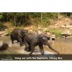 elephant sanctuary chiang mai half day