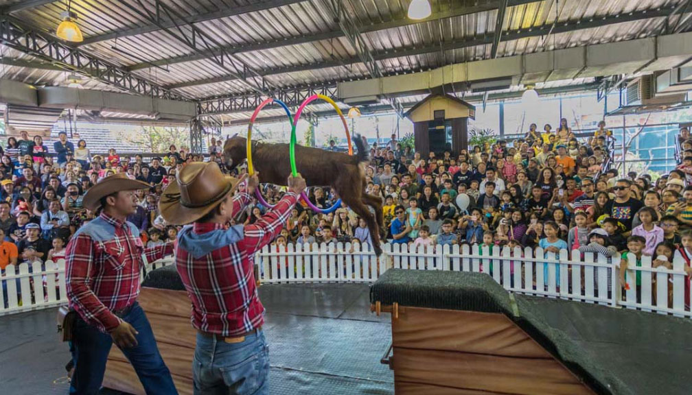 Dream World Bangkok Animal Show