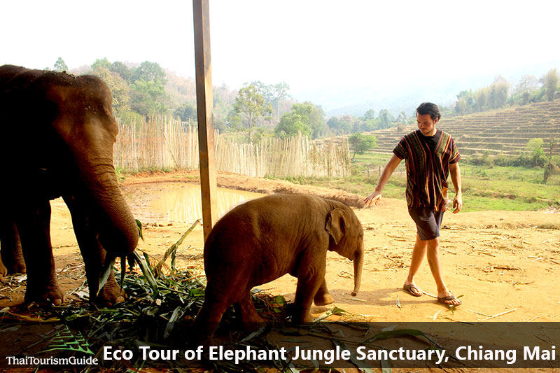 half day elephant Chiang Mai