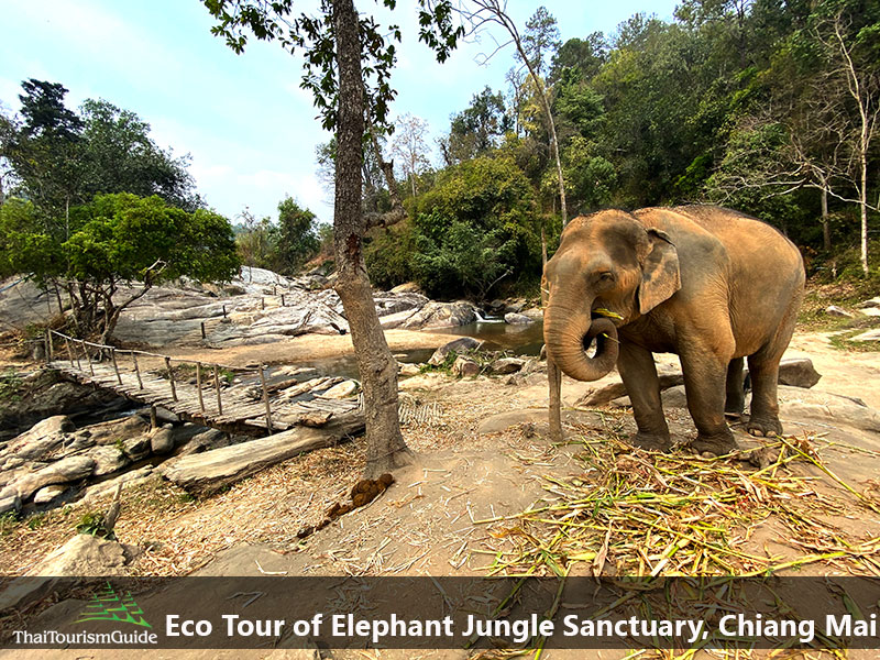 Eco Tourism Elephant Tour Chiang Mai in Thailand. 