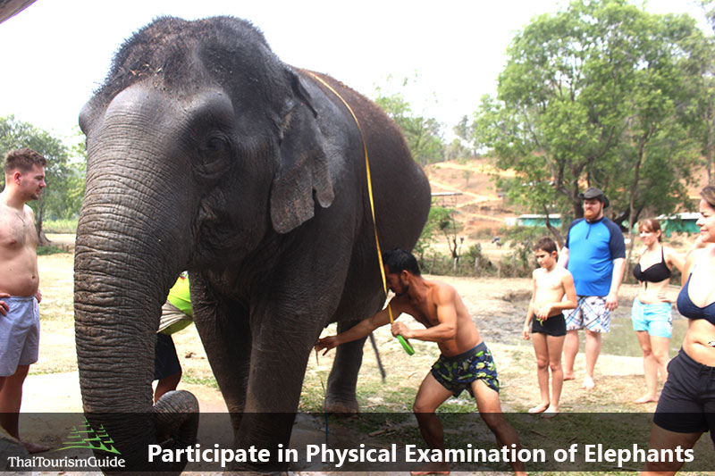 Elephant Physical Examination