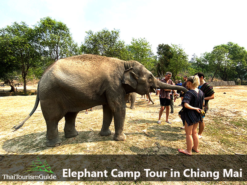 Feeding food to Thai elephants on elephant tour Chiang Mai.