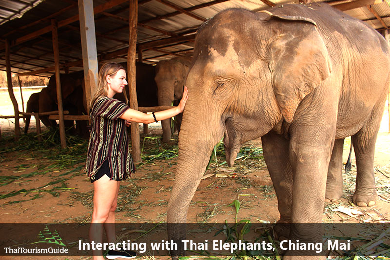 Interacting with Thai elephants Chiang Mai Thailand.