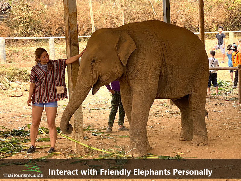 Touching and interacting with Thai elephants Chiang Mai Thailand.