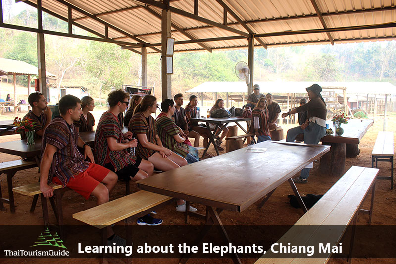 Meet your English-speaking guide and learn rough information about the elephants