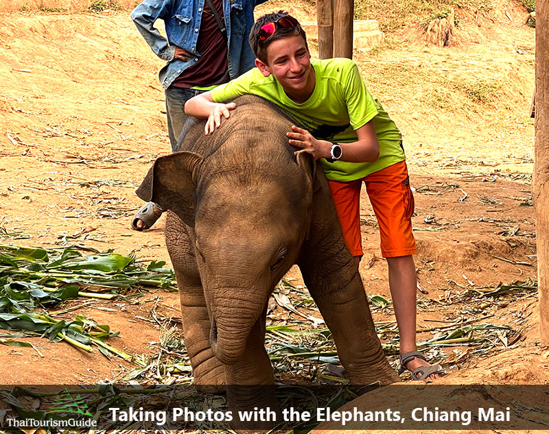 Half day morning elephant jungle sanctuary camp in Chiang Mai