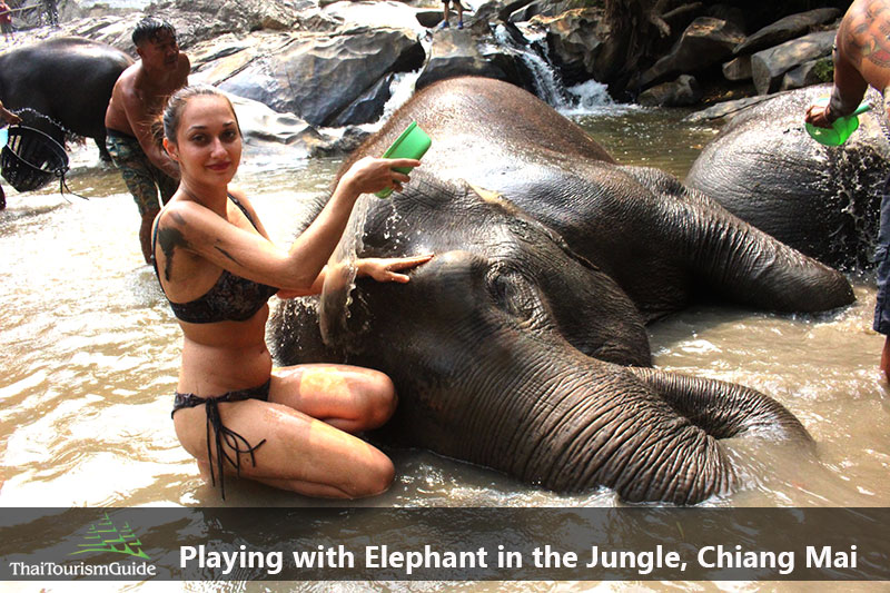 Bathing with Elephants at half day elephant Chiang Mai