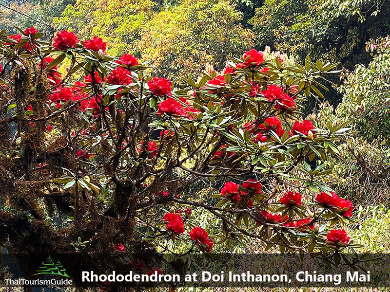 Rhododendron at Doi Inthanon, Chiang Mai