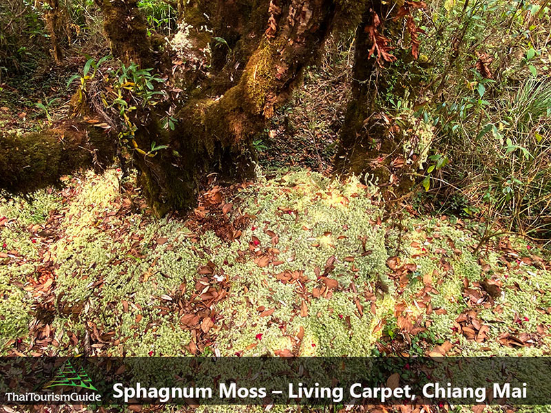 Sphagnum Moss at Doi Inthanon, Chiang Mai