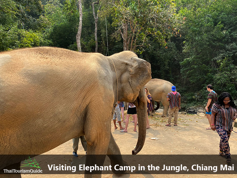 One day tour elephant sanctuary Chiang Mai